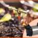 Buy Kalpidda Home Water Pump Online